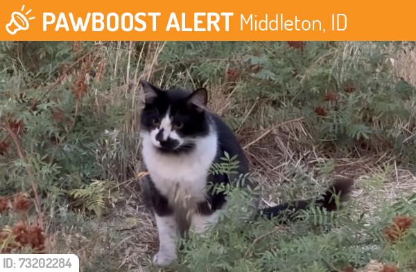 Found/Stray Male Cat last seen s middleton rd, Middleton, ID 83605