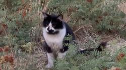 Found/Stray Male Cat last seen s middleton rd, Middleton, ID 83605