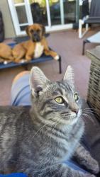 Lost Unknown Cat last seen Boardwalk & Mediterranean, Hayward, CA 94544
