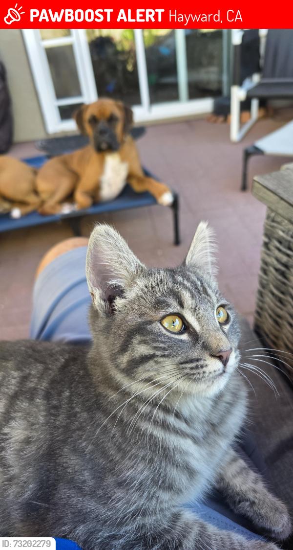 Lost Unknown Cat last seen Boardwalk & Mediterranean, Hayward, CA 94544