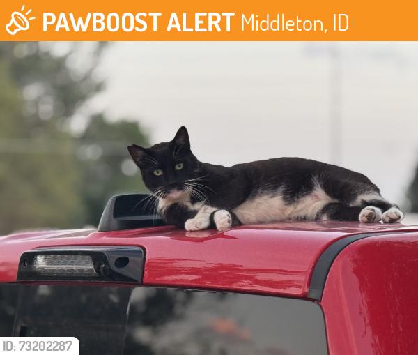 Found/Stray Male Cat last seen s middleton rd, Middleton, ID 83605