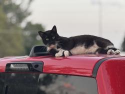 Found/Stray Male Cat last seen s middleton rd, Middleton, ID 83605