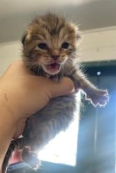 Shelter Stray Male Cat last seen W AIRU ST X S SPRUCE AVE, 333 Chandler Pl, San Bernardino, CA 92408, USA