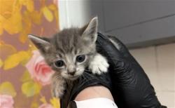 Shelter Stray Female Cat last seen , 333 Chandler Pl, San Bernardino, CA 92408, USA
