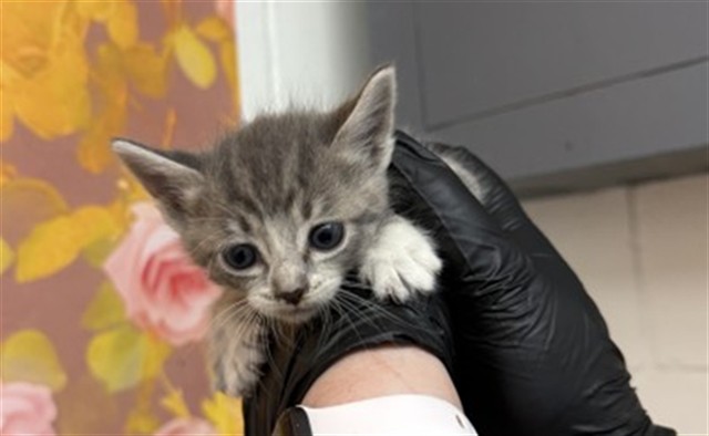 Shelter Stray Female Cat last seen , 333 Chandler Pl, San Bernardino, CA 92408, USA