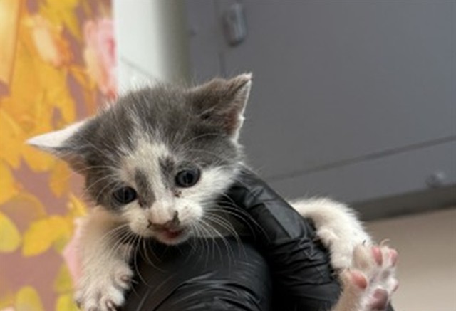 Shelter Stray Male Cat last seen , 333 Chandler Pl, San Bernardino, CA 92408, USA