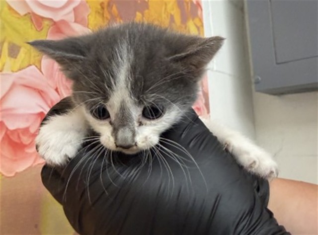Shelter Stray Female Cat last seen , 333 Chandler Pl, San Bernardino, CA 92408, USA