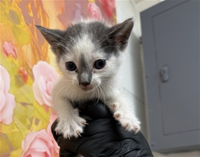 Shelter Stray Female Cat last seen , 333 Chandler Pl, San Bernardino, CA 92408, USA