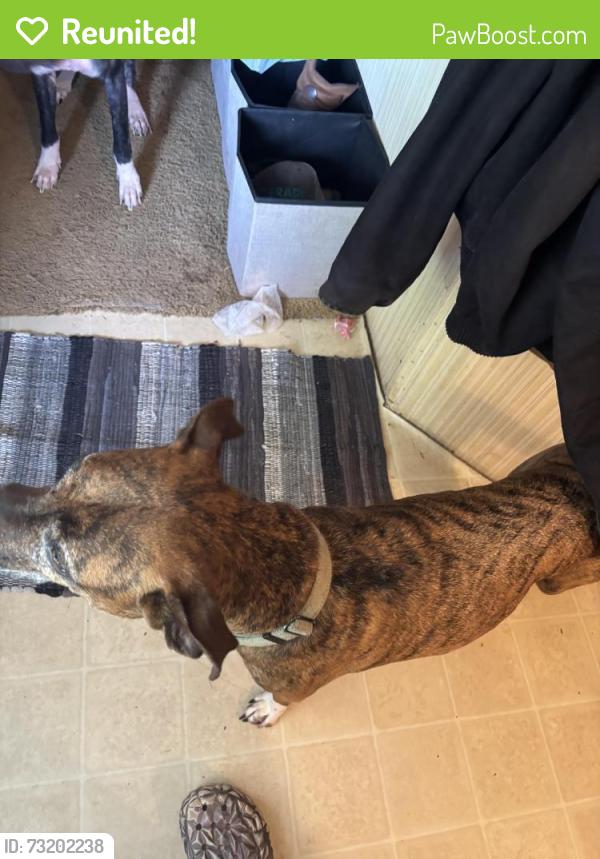 Reunited Female Dog last seen Near stone quarry rd, Greensboro, NC 27405