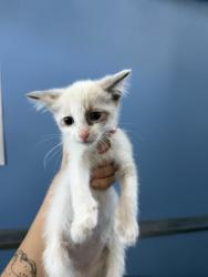 Shelter Stray Female Cat last seen SIERRA AVE & VALLEY BLVD, FONTANA, CA, 92335, USA, 333 Chandler Pl, San Bernardino, CA 92408, USA