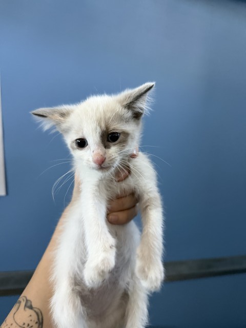 Shelter Stray Female Cat last seen SIERRA AVE & VALLEY BLVD, FONTANA, CA, 92335, USA, 333 Chandler Pl, San Bernardino, CA 92408, USA