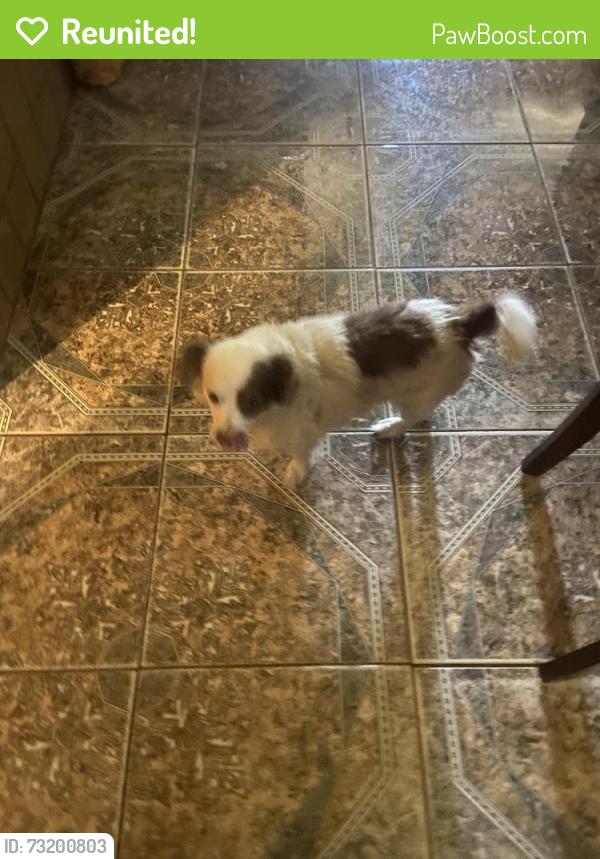 Reunited Male Dog last seen Shiloh and Oates, Dallas, TX 75228