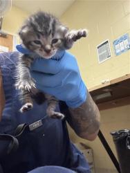 Shelter Stray Female Cat last seen BAY DR & COLFAX ST, 2127 Front St, Sacramento, CA 95818, USA