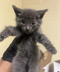 Shelter Stray Male Cat last seen RIO LINDA BLVD & PRICE CT, 2127 Front St, Sacramento, CA 95818, USA