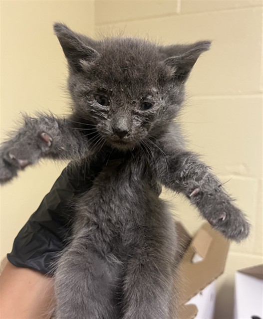 Shelter Stray Male Cat last seen RIO LINDA BLVD & PRICE CT, 2127 Front St, Sacramento, CA 95818, USA