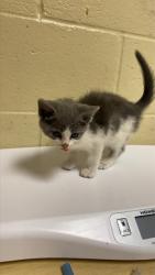 Shelter Stray Female Cat last seen ALAMOS AVE & FAIRFIELD ST, 2127 Front St, Sacramento, CA 95818, USA