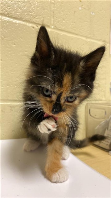 Shelter Stray Female Cat last seen ALAMOS AVE & FAIRFIELD ST, 2127 Front St, Sacramento, CA 95818, USA