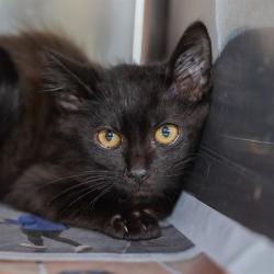 Shelter Stray Male Cat last seen T ST & 16TH ST, 2127 Front St, Sacramento, CA 95818, USA