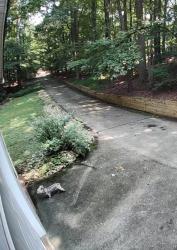 Reunited Unknown Dog last seen Near morning view, Suwanee, Suwanee, GA 30024