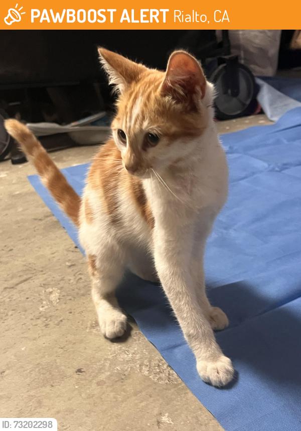 Found/Stray Unknown Cat last seen Randal ave Rialto ca, Rialto, CA 92376