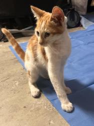 Found/Stray Unknown Cat last seen Randal ave Rialto ca, Rialto, CA 92376