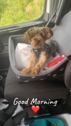 Reunited Male Dog last seen Speedway packaging, Greer, SC 29650