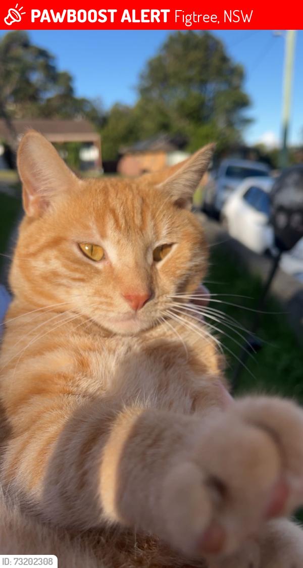 Lost Male Cat last seen Amaroo Ave, Figtree, NSW 2525