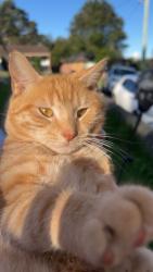Lost Male Cat last seen Amaroo Ave, Figtree, NSW 2525