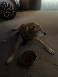 Found/Stray Male Dog last seen Berry creek, Georgetown, TX 78628