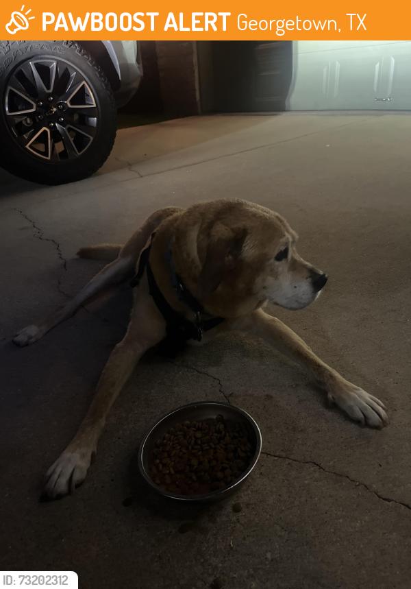 Found/Stray Male Dog last seen Berry creek, Georgetown, TX 78628