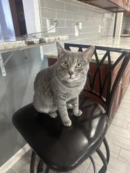 Lost Male Cat last seen Business 45, Corsicana, TX 75110