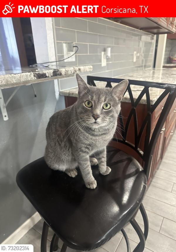 Lost Male Cat last seen Business 45, Corsicana, TX 75110
