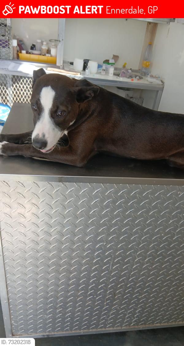 Lost Female Dog last seen Phillips Street (Finetown Clinic), Ennerdale, GP 1828