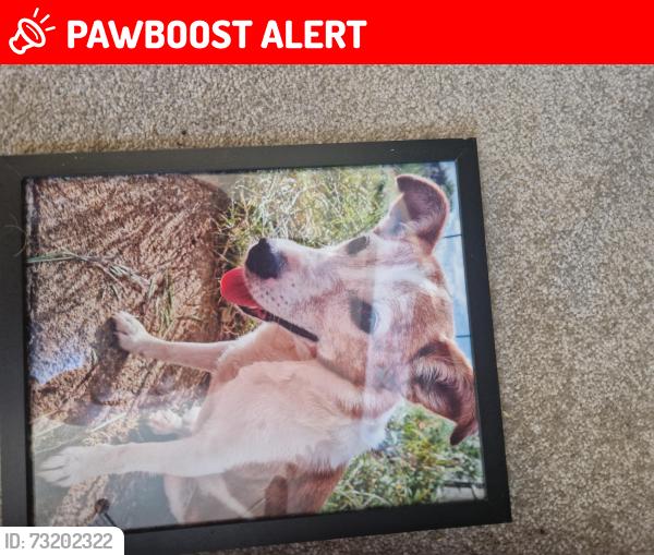 Lost Male Dog last seen Sandy Road Everton Bedfordshire, Central Bedfordshire, England 