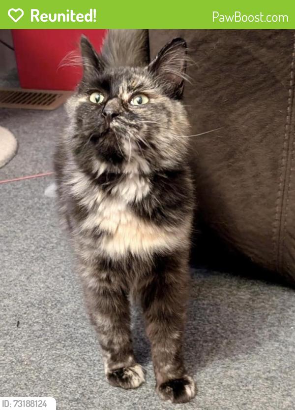 Reunited Female Cat last seen Walnut Ridge Lane & Cain Rd, Knoxville, TN 37921