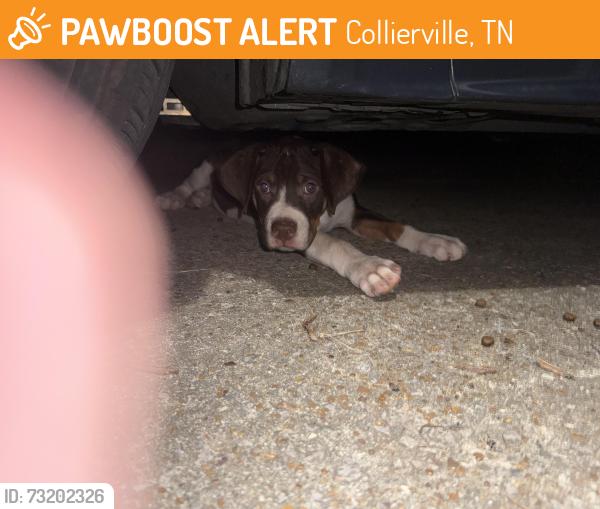 Found/Stray Male Dog last seen Greenview Rd, Collierville, TN 38017