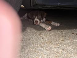 Found/Stray Male Dog last seen Greenview Rd, Collierville, TN 38017