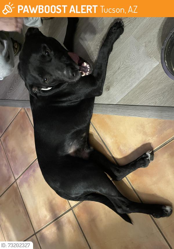 Found/Stray Male Dog last seen E stefan rd, Tucson, AZ 85748