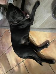 Found/Stray Male Dog last seen E stefan rd, Tucson, AZ 85748