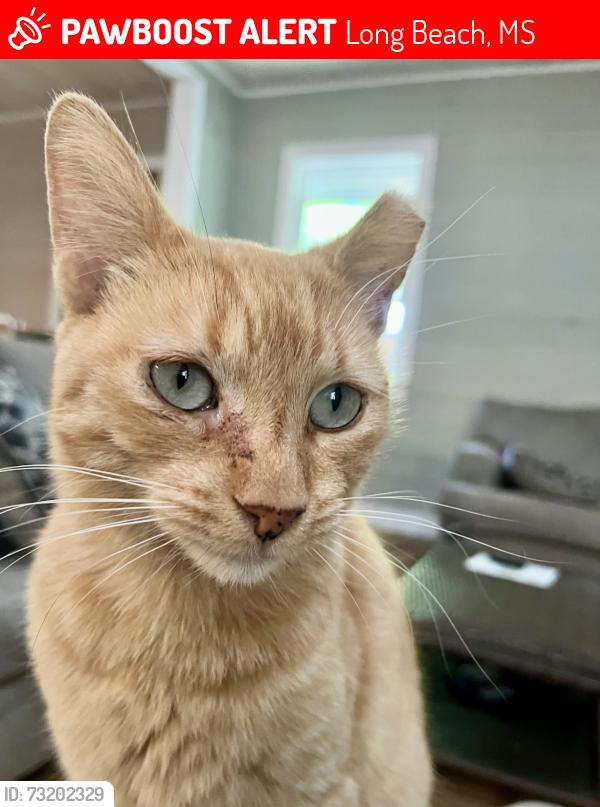 Lost Female Cat last seen N wright rd., e old pass rd, Long Beach, MS 39560