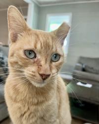 Lost Female Cat last seen N wright rd., e old pass rd, Long Beach, MS 39560
