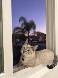 Lost Male Cat last seen Campo and Bancroft, Spring Valley, CA 91977