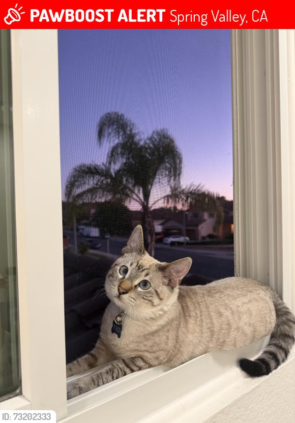Lost Male Cat last seen Campo and Bancroft, Spring Valley, CA 91977