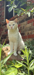 Lost Male Cat last seen N Pennsylvania Ave, NW 178th St, The sushi bar, Life church, Edmond, OK 73012