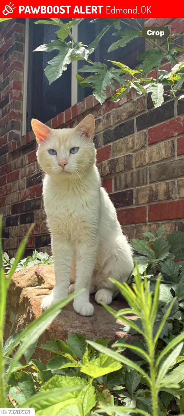 Lost Male Cat last seen N Pennsylvania Ave, NW 178th St, The sushi bar, Life church, Edmond, OK 73012