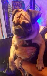 Found/Stray Male Dog last seen 38th Dr. & McDowell Rd., Phoenix, AZ 85009