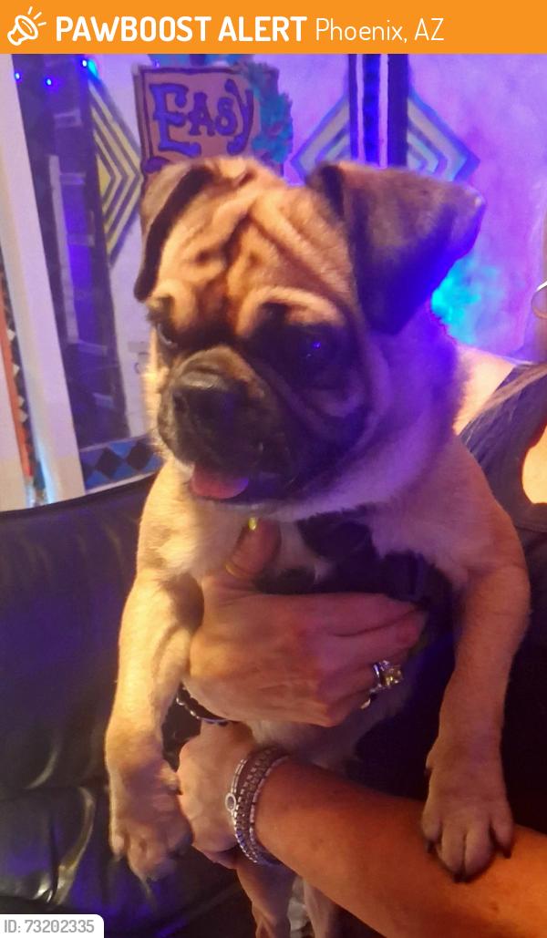 Found/Stray Male Dog last seen 38th Dr. & McDowell Rd., Phoenix, AZ 85009
