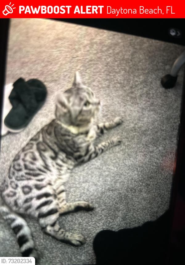 Lost Female Cat last seen Green valley St & Calusa Pine Rd, Daytona Beach, FL 32124
