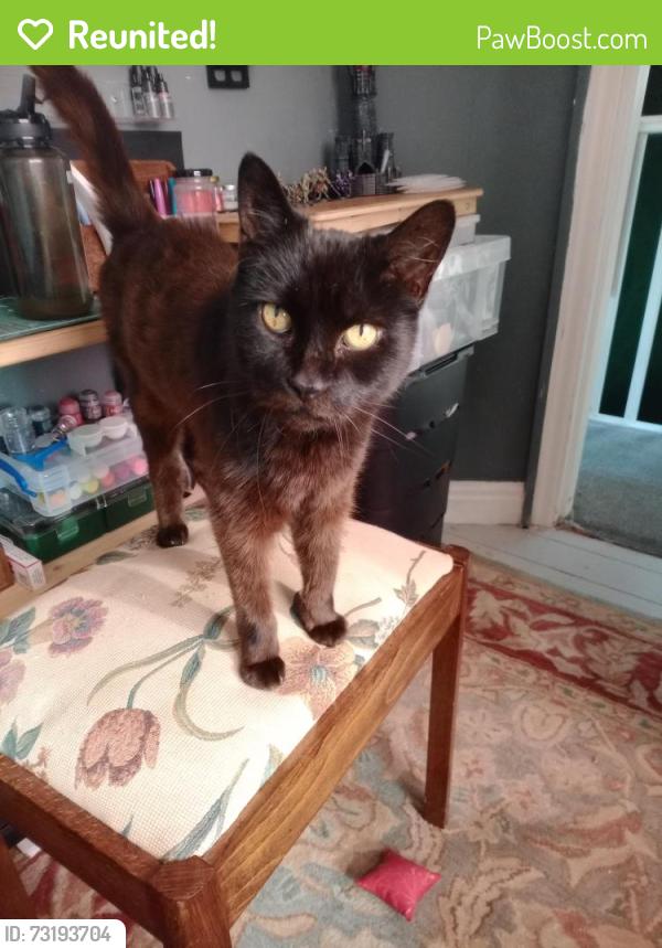 Reunited Male Cat last seen St. Martin's grove Bridlington, East Riding of Yorkshire, England YO16 4SH