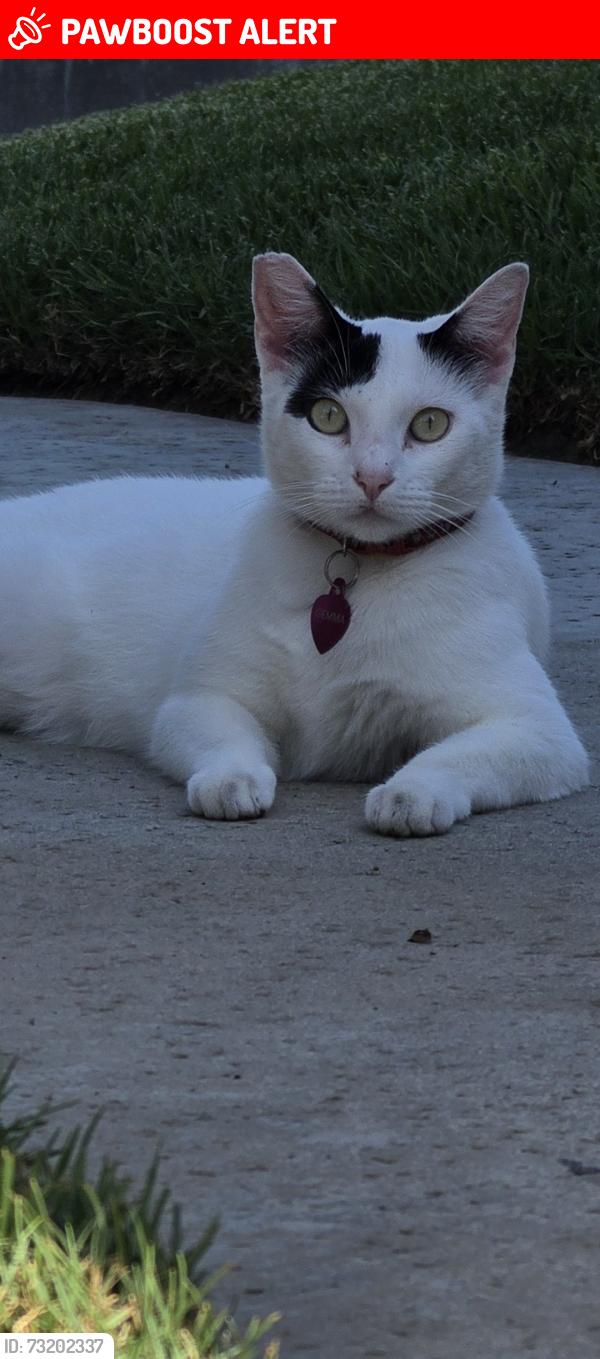 Lost Female Cat last seen Garfield, Huntington Beach, CA 92648